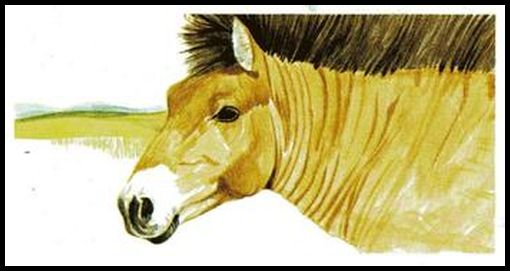 8 Przewalski's Horse